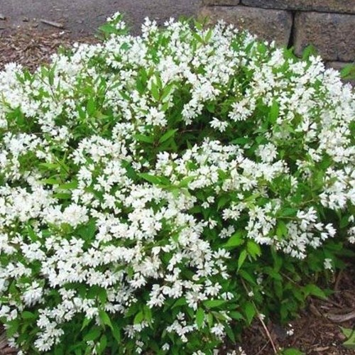 Deutzia gracilis 'Nikko' - Kaunis deutsia 'Nikko' C2/2L